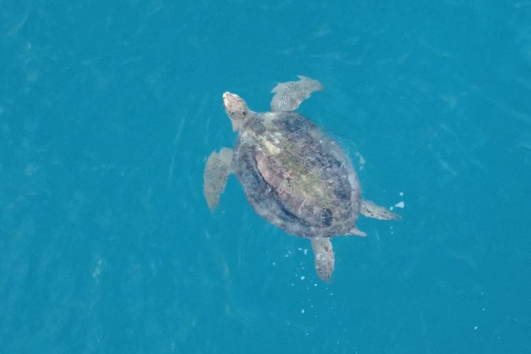 A turtle swimming in the clear waters off Redang