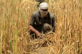 Pakistan is producing 28 million metric tonnes of wheat annually as of 2023 [Bilawal Arbab/EPA]