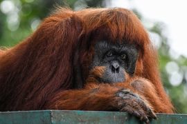 In the wild, orangutans survive only in Borneo and Sumatra [File: Mohd Rasfan/AFP]
