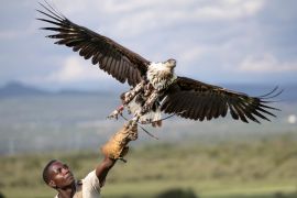 Raptor technician John Kyalo Mwanzia rehabilitates a juvenile fish eagle to flight after it was treated for grounding injuries sustained in a territorial fight at the Lake Naivasha habitat, at Soysambu Raptor Centre. [Tony Karumba/AFP]