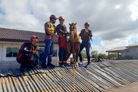 Firefighters rescuing a horse trapped on the roof of a house in the city of Canoas, Rio Grande do Sul state, Brazil, on May 9, 2024 [Handout/Rio Grande do Sul Firefighters Department via AFP]