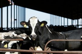 The United States has reported bird flu in at least 36 herds of dairy cows in nine states, while neighbouring countries are ramping up precautionary measures [File: Rich Pedroncelli/AP Photo]