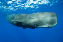 A sperm whale (Physeter macrocephalus), Caribbean Sea, Dominica [Getty Images]