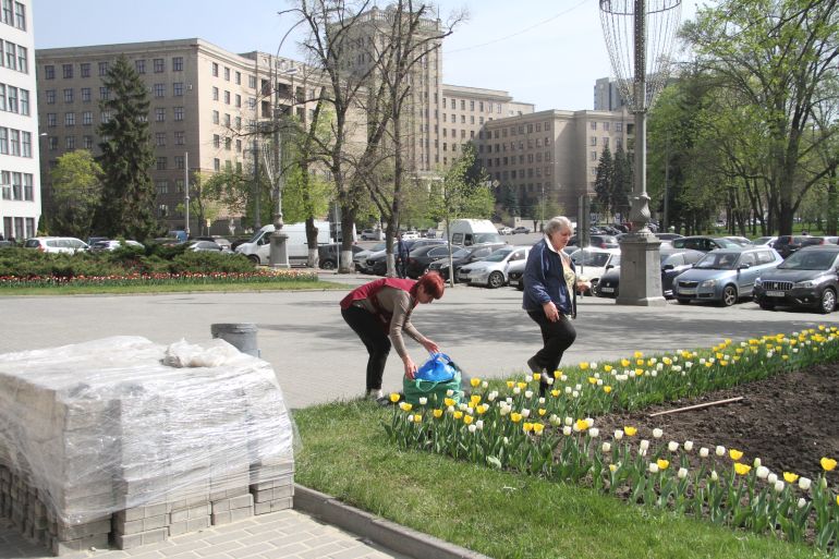Tulips in Kharkiv